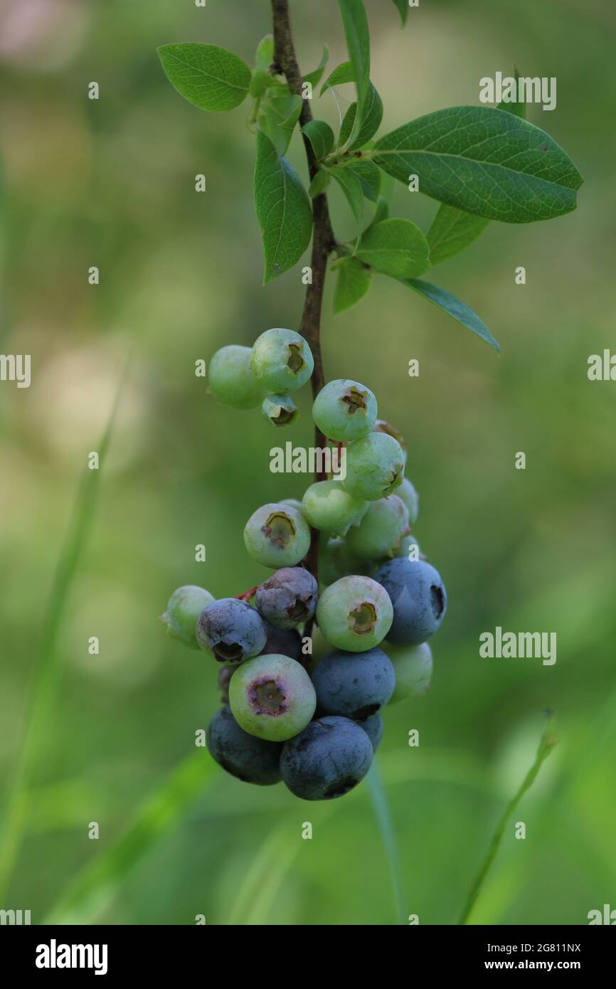 Mirtilli che maturano sui cespugli in un'azienda agricola biologica in estate Foto Stock