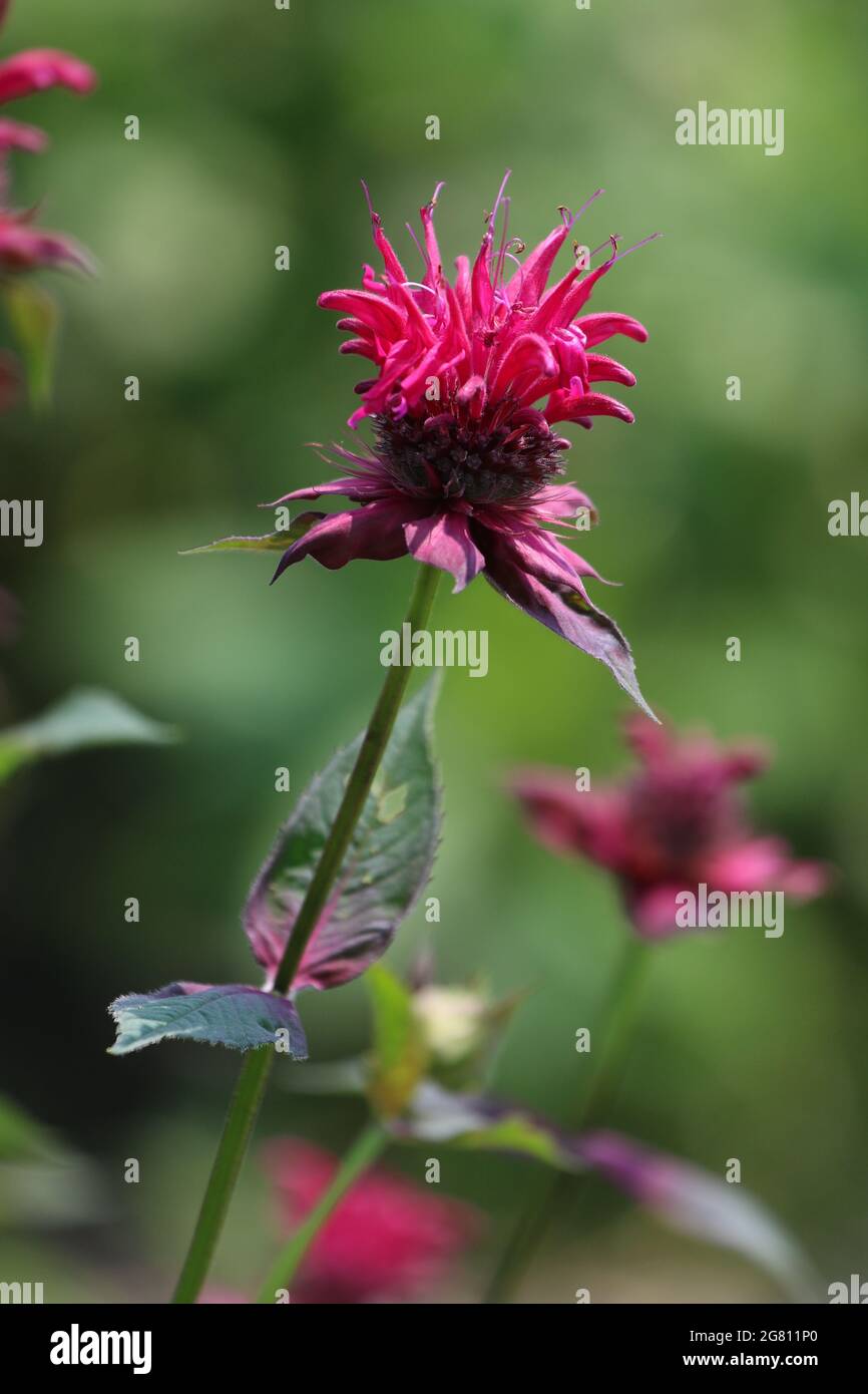Piante autoctone : Bee balm (Monarda) fioritura in estate. Questa pianta attrarrà api, farfalle e colibrì Foto Stock