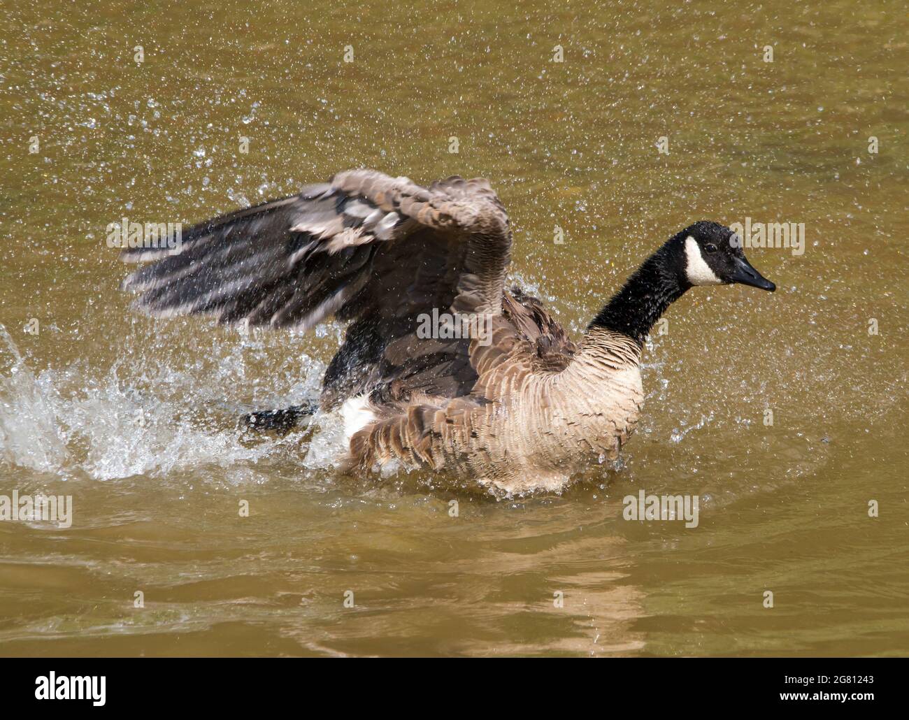Primo piano di un'oca canadese che batte le ali mentre si fa il bagno in un torrente poco profondo. Foto Stock