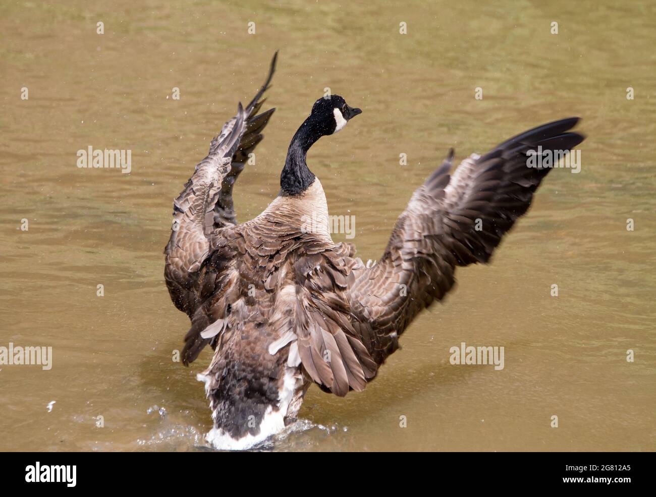 Primo piano di un'oca canadese che batte le ali mentre si fa il bagno in un torrente poco profondo. Foto Stock