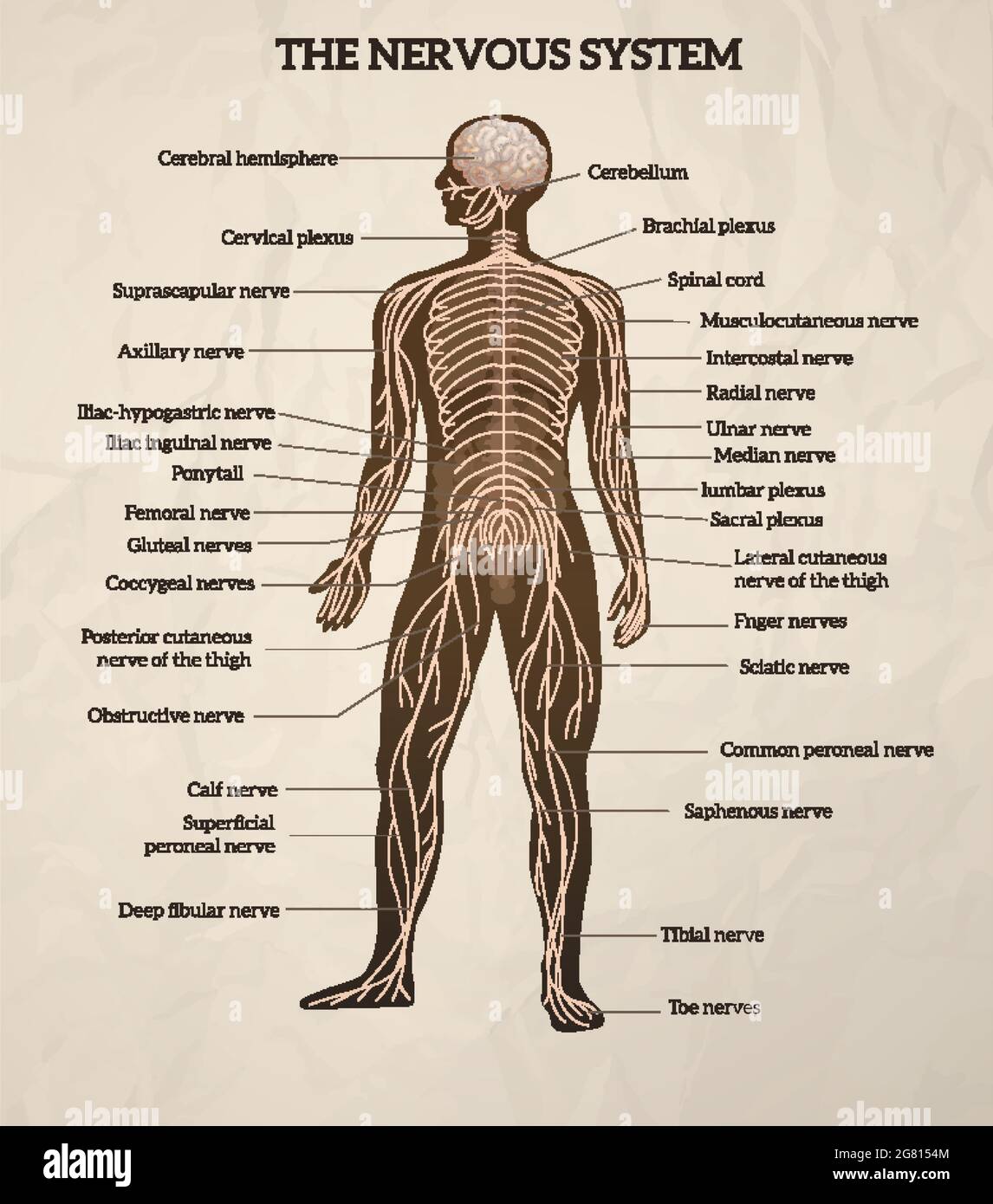Corpo umano cervello centrale midollo spinale e sistema nervoso periferico diagramma medico retrorealistico grafico vettoriale illustrazione Illustrazione Vettoriale