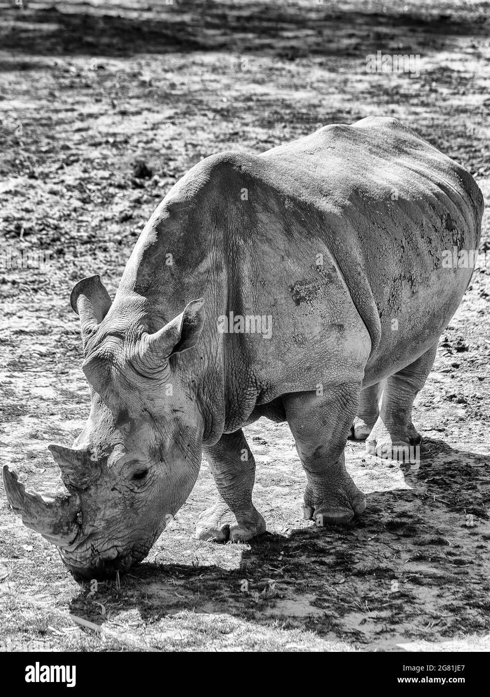 Rinoceronte bianco carismatico su un paddock fangoso con pelle secca come fango - vista in bianco-nero ad alto contrasto. Foto Stock
