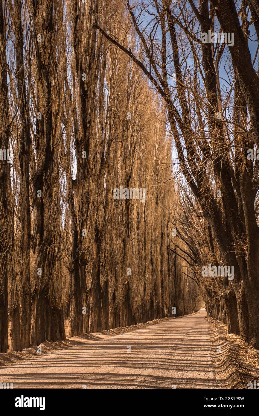 Strada sterrata con alberi di pioppo allineati senza foglie e colori marroni in inverno a Uspallata, Mendoza, Argentina Foto Stock