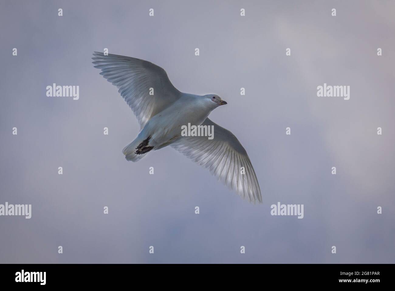 Uccello bianco chiamato piccione Antartico - albus chionis – in volo con ali estese e luce del sole che lo´s piume Foto Stock