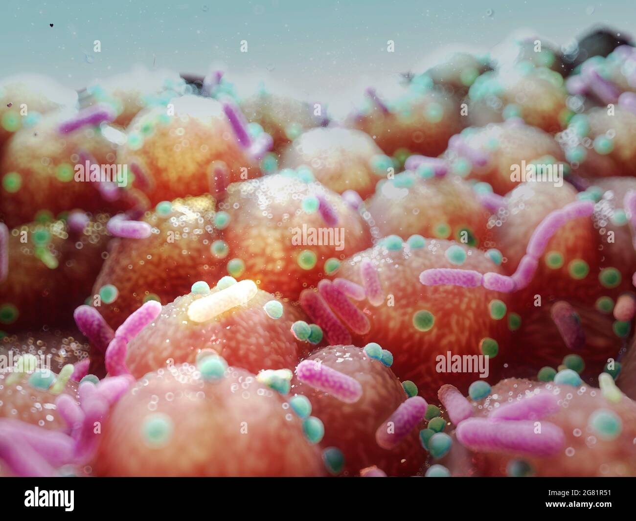 Batteri sulla superficie dell'epitelio intestinale, illustrazione Foto Stock