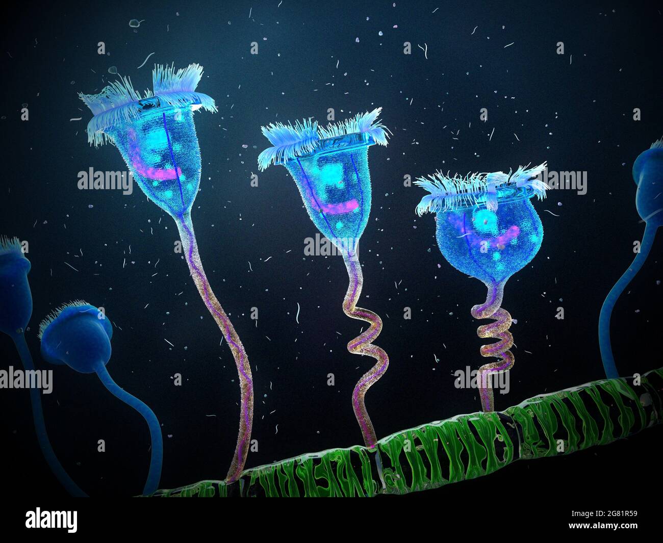 Vorticella protozoi attaccati alle alghe, illustrazione Foto Stock