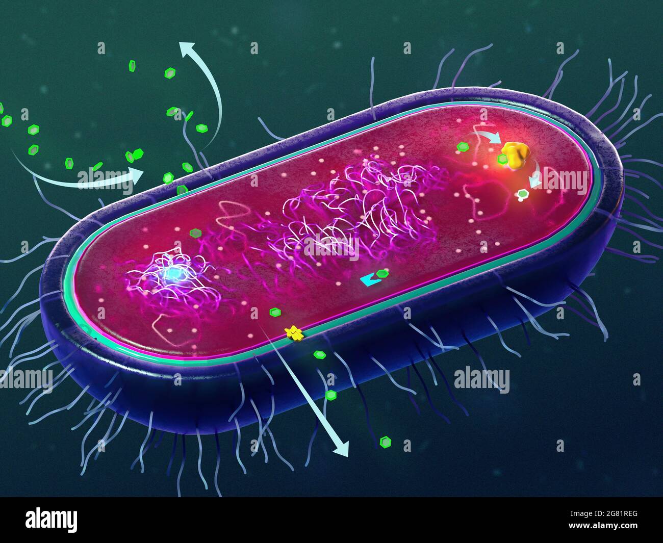 Meccanismi di resistenza agli antibiotici di batteri, illustrazione Foto Stock