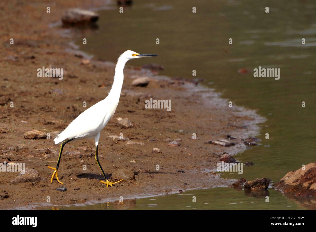 Egret innevato (Egretta thula) che cammina sul bordo di un lago in Conceição do Coité. Bahia, Brasile Foto Stock