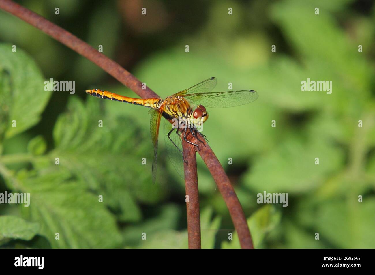 dragonfly appollaiato su una gabbia di piante arrugginite da vicino Foto Stock
