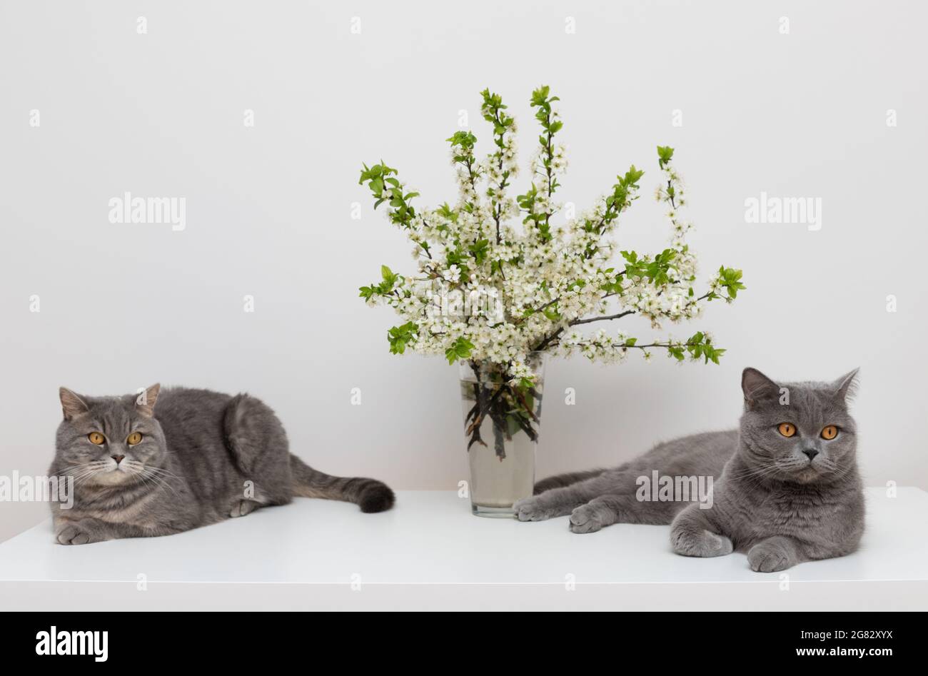 Due gatti grigi su un tavolo bianco con bouquet di fiori di ciliegio. Scozzese diritto e gatto britannico su uno sfondo bianco. Foto Stock