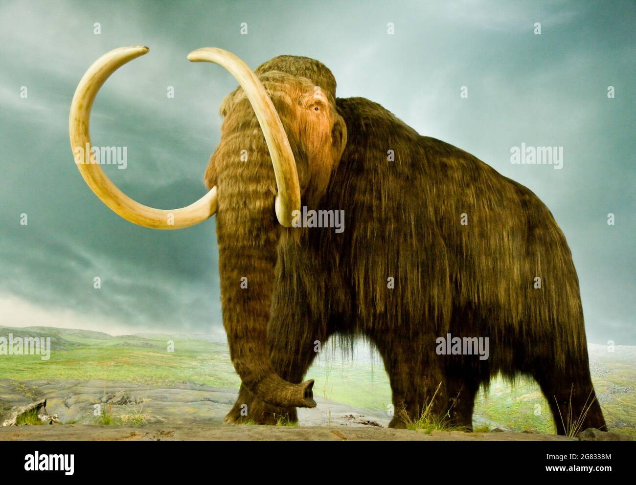Un gigantesco mammut lanosi in un museo Foto Stock