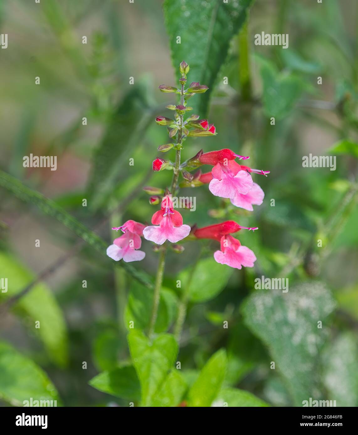 La forma rosa selvaggia di Scarlet salvia, un perenne nativo della Florida,  attrae colibrì e farfalle con i suoi ricchi fiori tubolari rossi (a volte  pi Foto stock - Alamy