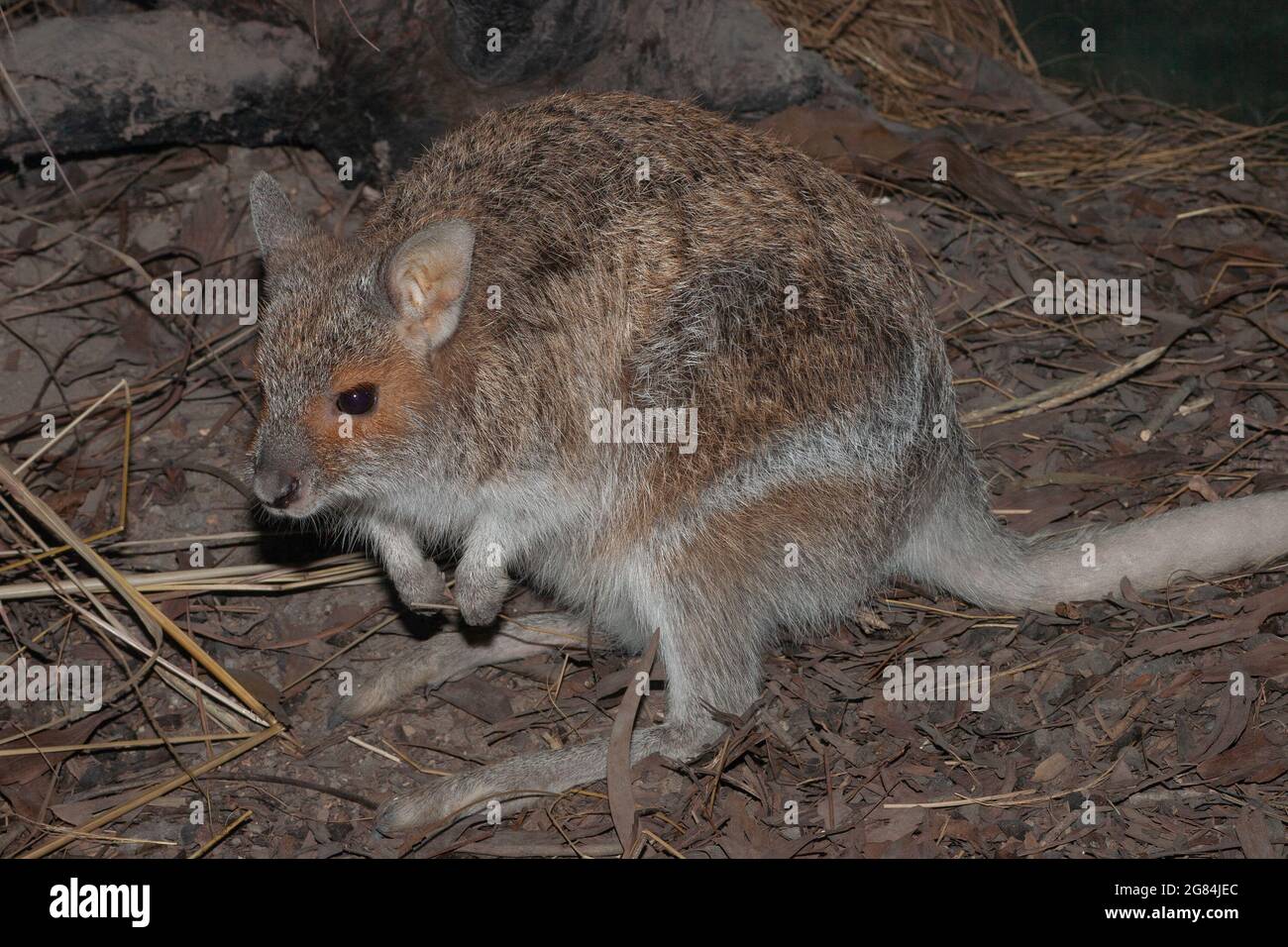 Primo piano di uno spettacolo Hare Wallaby Foto Stock