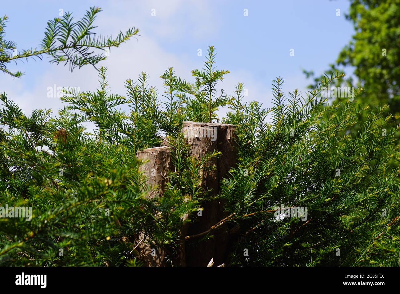 Cima di un'alta siepe di tasso (Taxus baccata) con un tronco accorciato in un giardino olandese. Estate, luglio. Foto Stock
