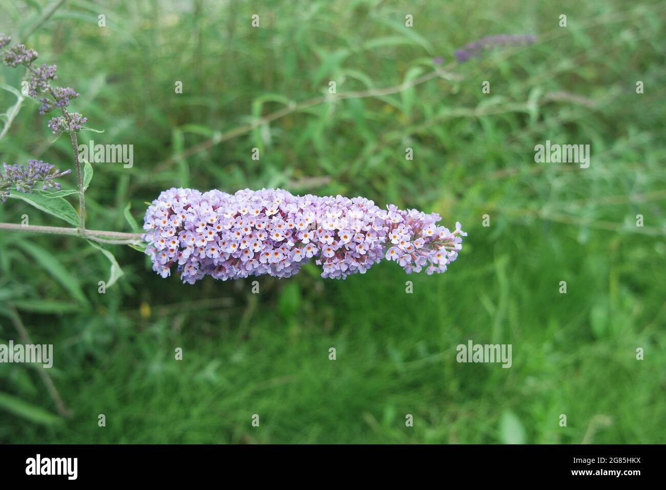 Pallido viola Estate lilla Buddleja davidii Butterfly Bush Foto Stock