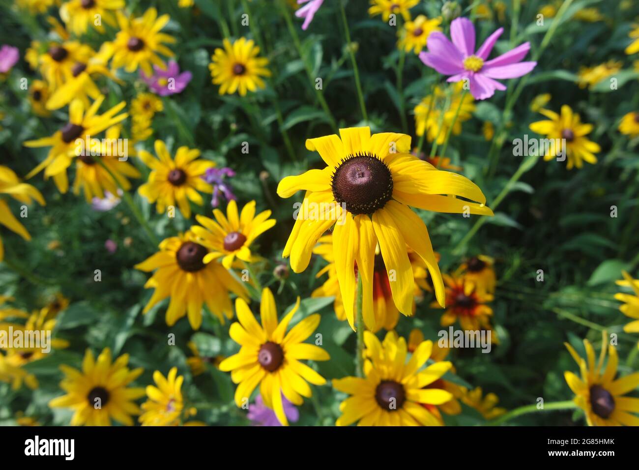 Rudbeckia Fiore Susan dagli occhi neri nel giardino Foto Stock