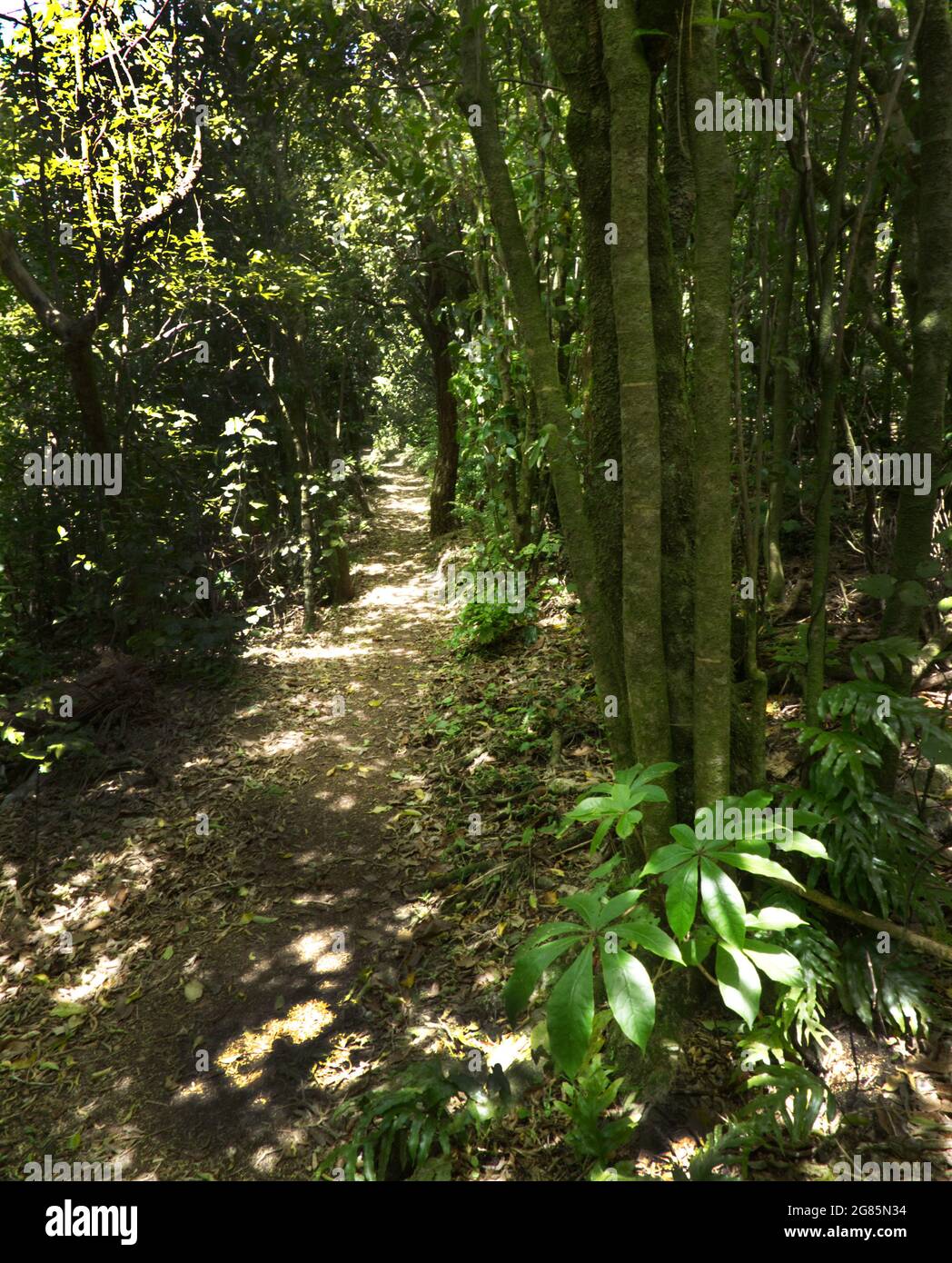 Sentiero forestale con sole zampillato e un pato nativo a cinque dita (Schefflera digitata) a Zealandia, nel santuario ecologico di Wellington NZ Foto Stock