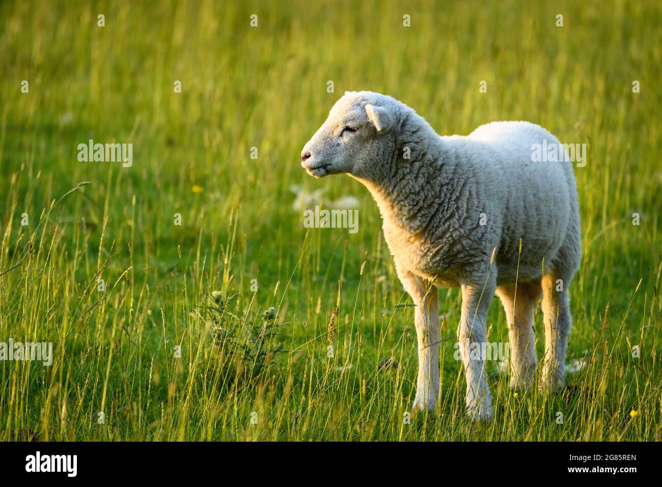 Singolo piccolo carino agnello mule soleggiato in piedi solo su erba campo fattoria in primavera agnello stagione (vista frontale primo piano) - Yorkshire, Inghilterra, GB, Regno Unito. Foto Stock