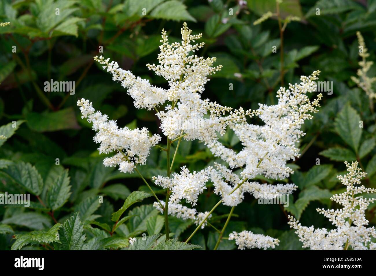 Astilbe Bumaldda x arendsii False capre barba False guglie fiori di plume bianco Foto Stock