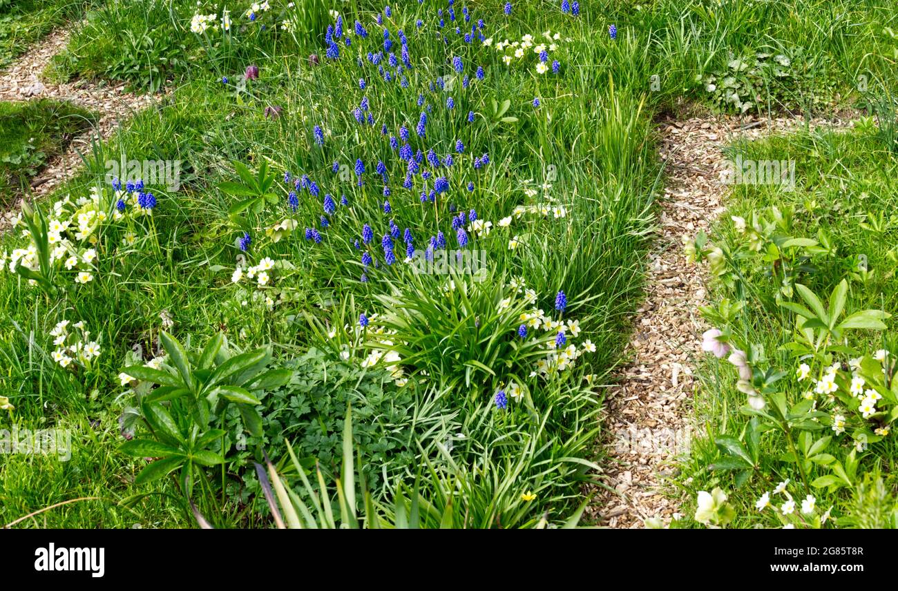 Primule (primula vulgaris) e giacinti d'uva (muscari) fiorite in un giardino primaverile UK aprile Foto Stock