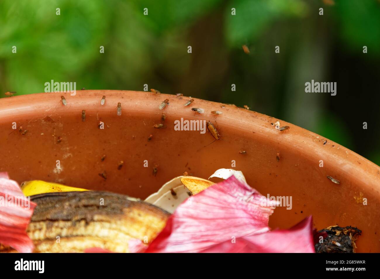 Un secchio di scarti di cucina ha attratto mosche di frutta e uno scarafaggio nativo della Nuova Zelanda Foto Stock