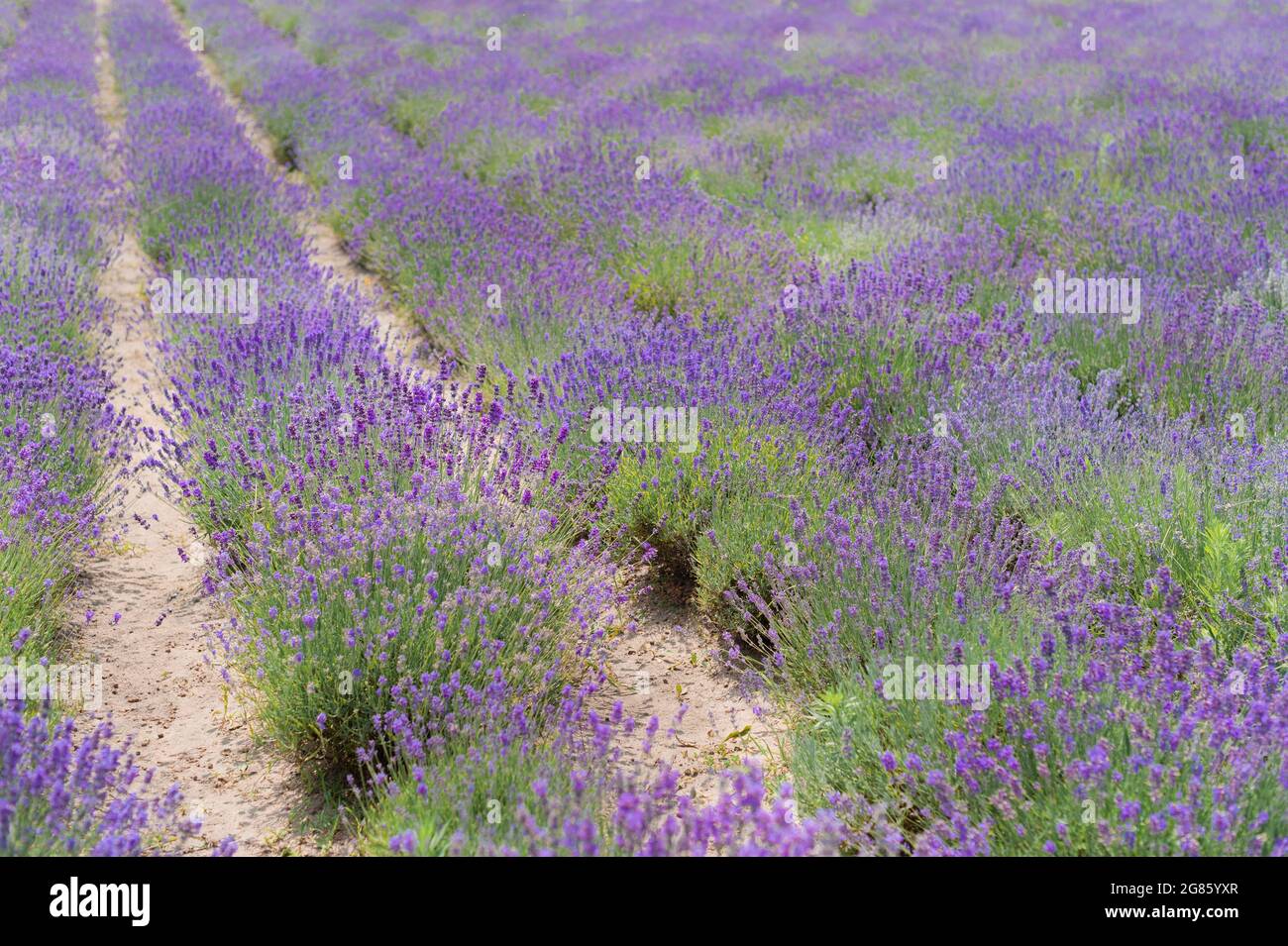 Fiori di lavanda Tramonto su uno sfondo estivo viola campo di lavanda. Mazzo di fiori profumati nei campi di lavanda Foto Stock