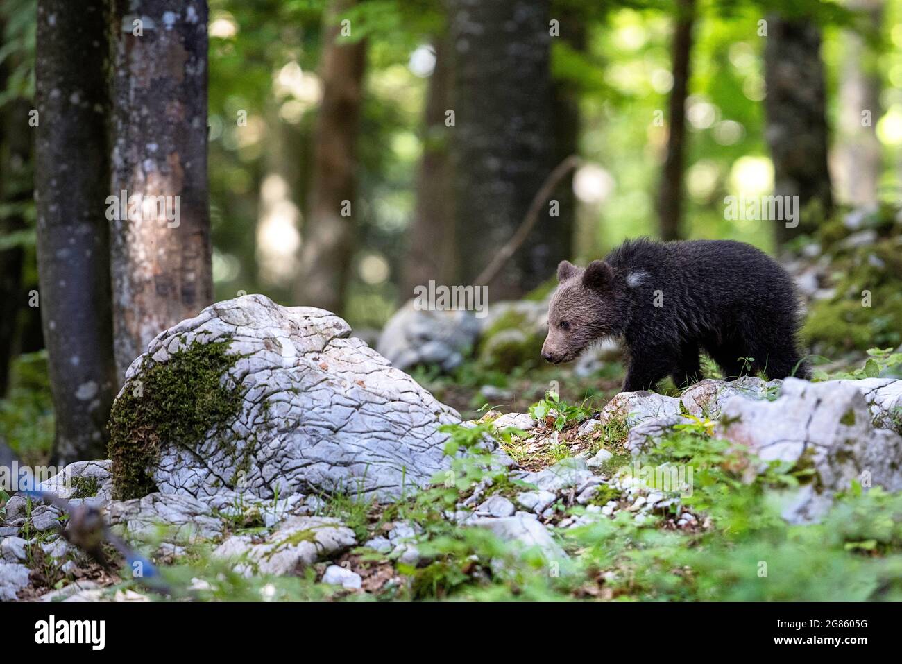 Giovane orso bruno cucciolo nella foresta. È solo, orfano, sua madre è appena passata via un giorno prima. Animale nell'habitat naturale. Foto Stock
