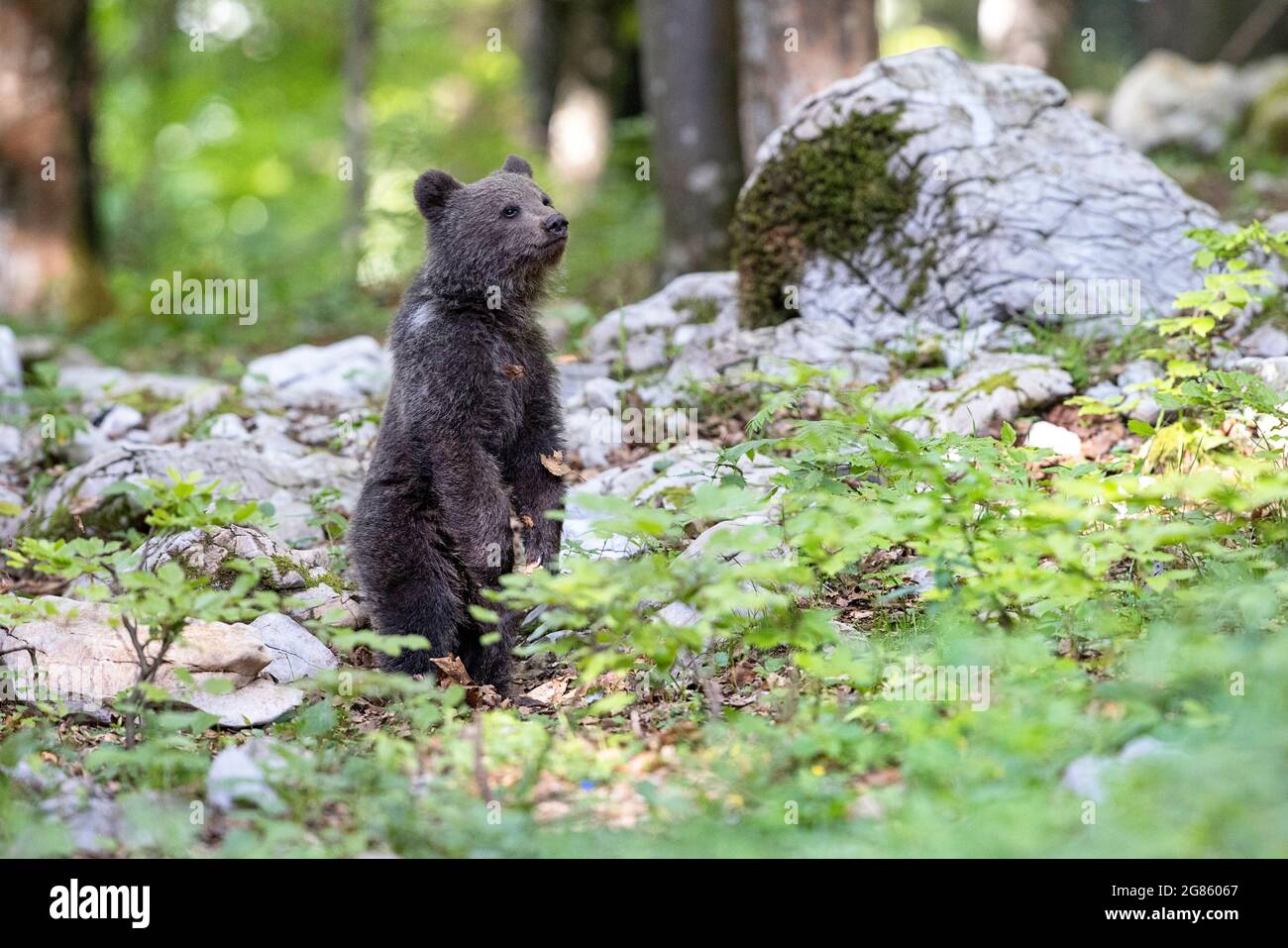 Giovane orso bruno cucciolo nella foresta. È solo, orfano, sua madre è appena passata via un giorno prima. Animale nell'habitat naturale. Foto Stock