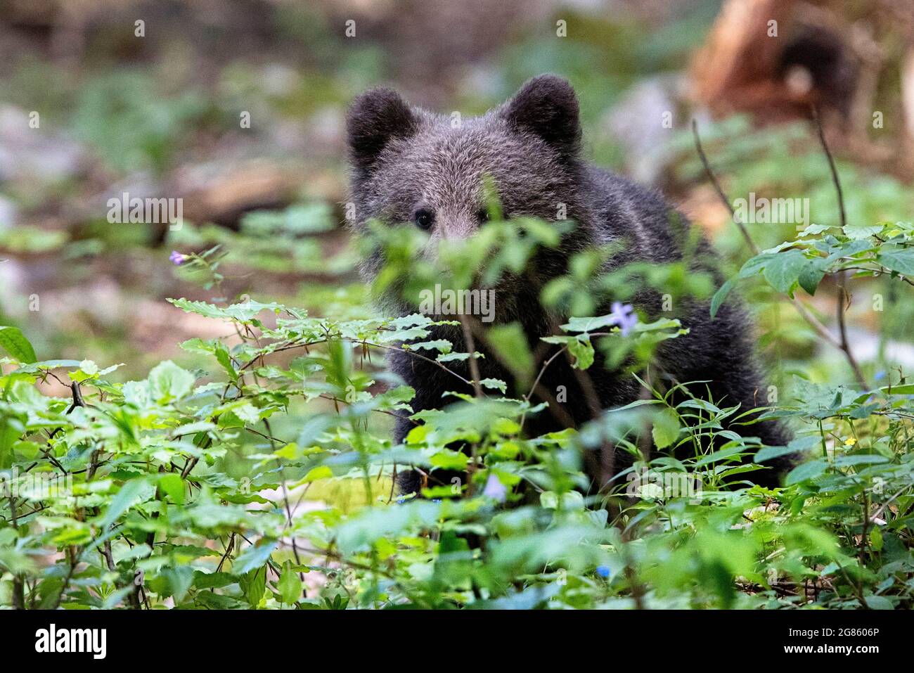 Giovane orso bruno cucciolo nella foresta. È solo, orfano, sua madre è appena passata via un giorno prima. Animale nell'habitat naturale. Foto Stock