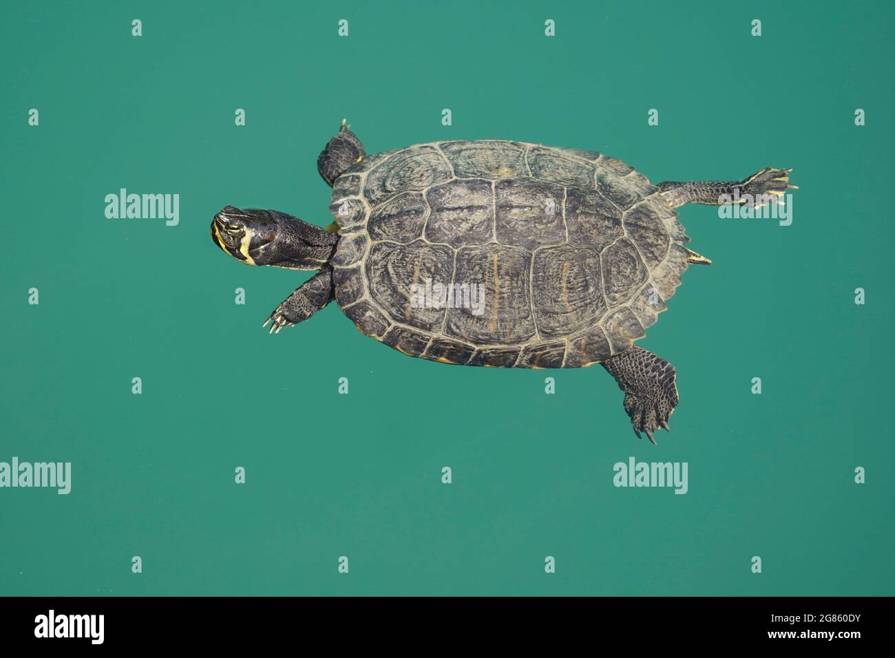 Slider rosso-arato (Trachemys scripta elegans) che galleggia in uno stagno artificiale, Spagna. Foto Stock