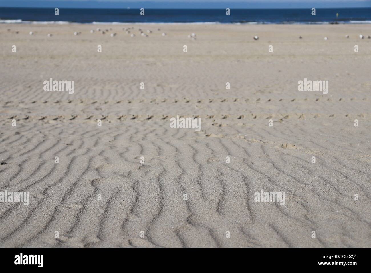 Spiaggia di sabbia testurizzata con gabbiani. Spiaggia vuota. Foto Stock