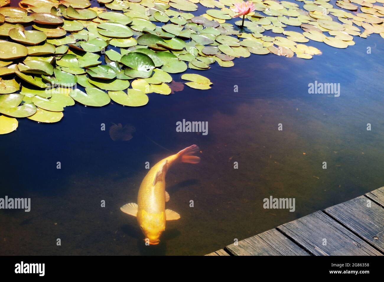 Vegetazione emergente – fiori di giglio e pesci d'oro Foto Stock