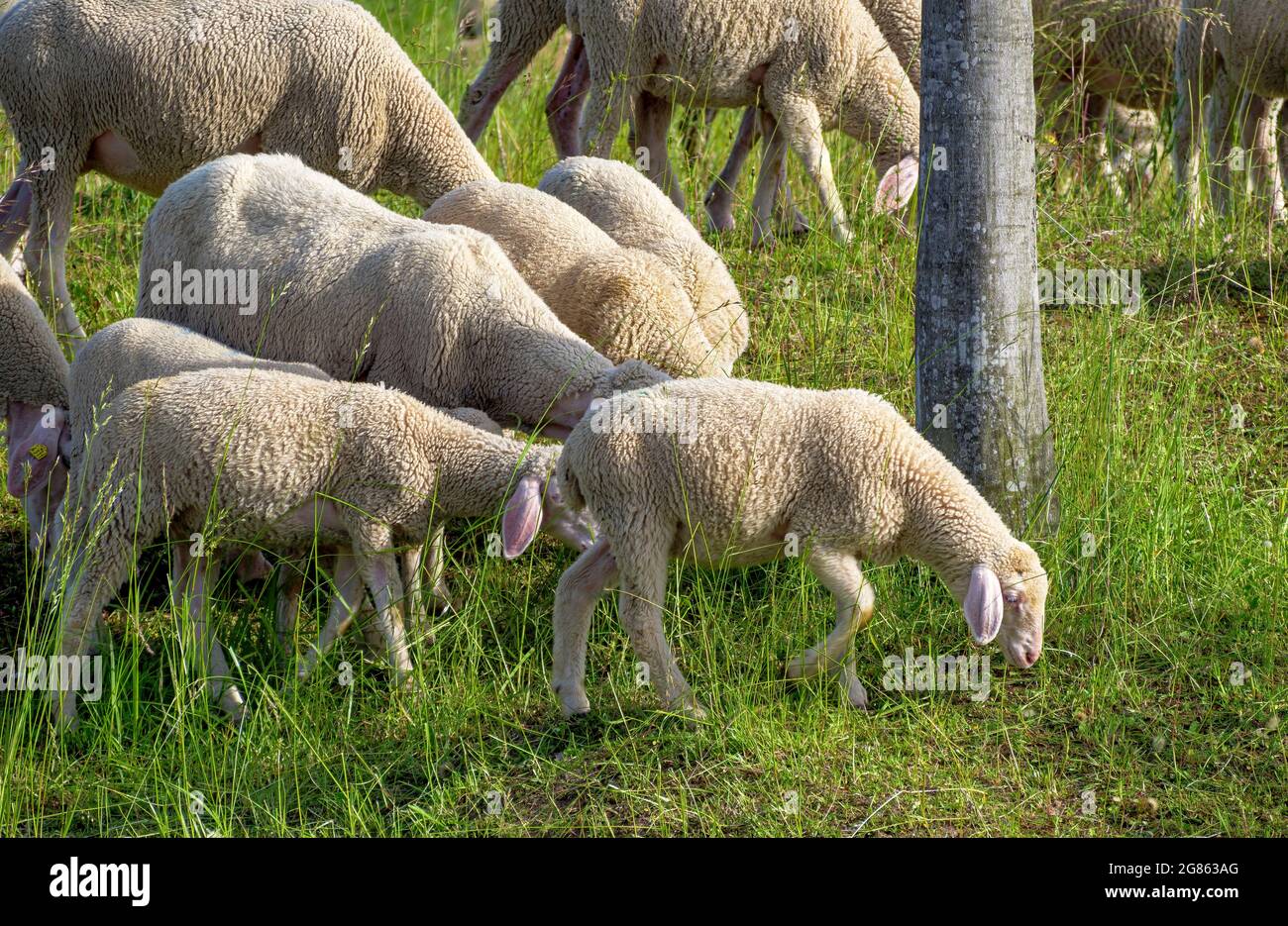 Pecore (Ovis gmelini aries) sul pascolo, Baviera, Germania, Europa Foto Stock