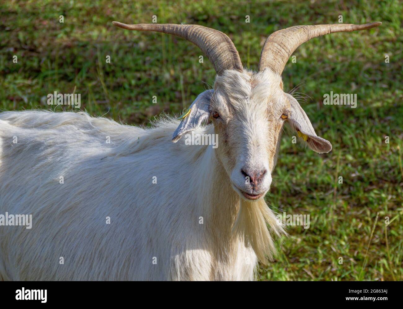 Razza Saanen, capra billy su pascoli, Baviera, Germania, Europa Foto Stock