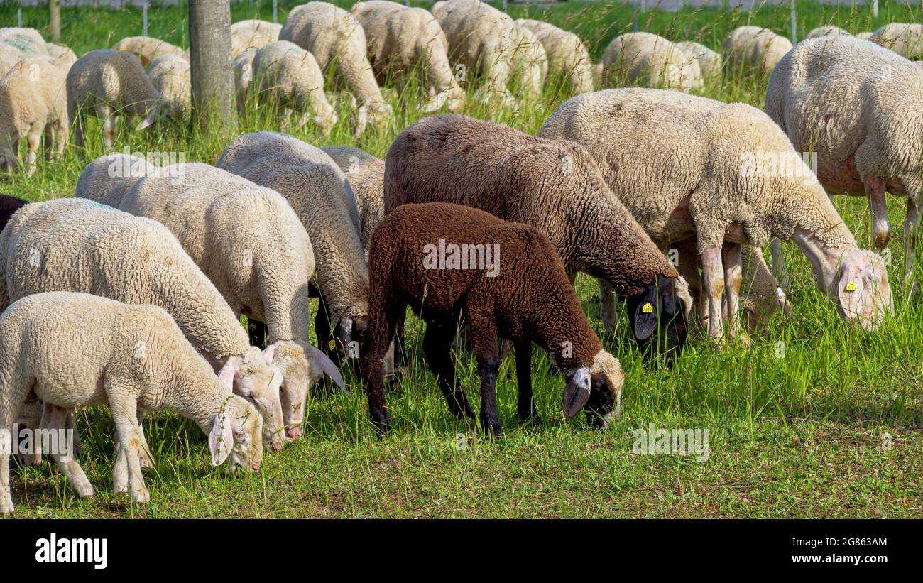 Pecore (Ovis gmelini aries) sul pascolo, Baviera, Germania, Europa Foto Stock