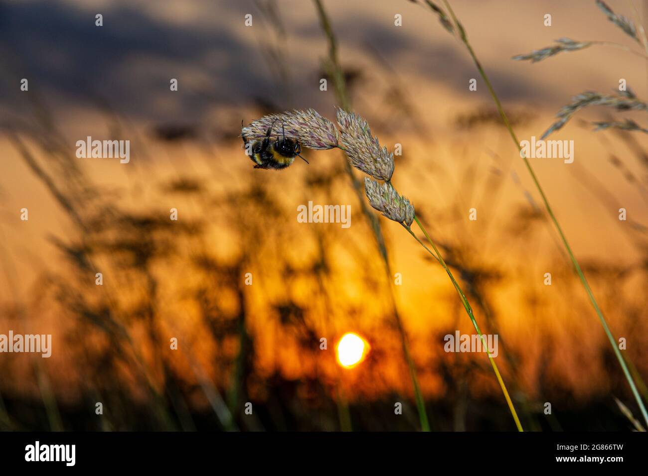 bumblebee dormiente Foto Stock