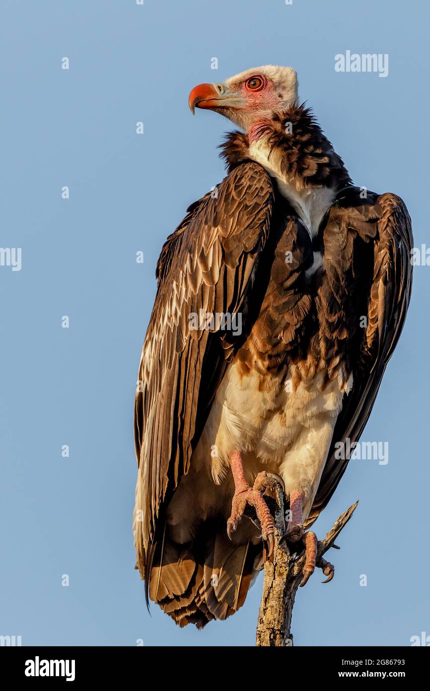 Primo piano vista di un avvoltoio a testa bianca arroccato Trigonoceps occipitalis contro un cielo blu Kruger National Park Sud Africa Foto Stock
