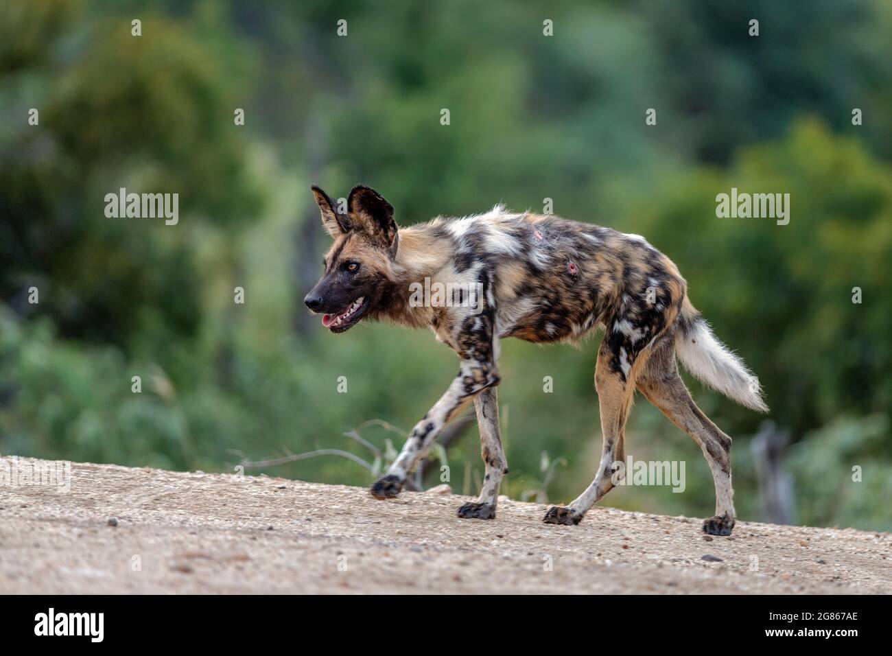 Il cane selvatico africano, Lycaon Pictus, conosciuto anche come il cane dipinto a causa della colorazione dell'animale che presenta macchie di nero, marrone, bianco, Foto Stock