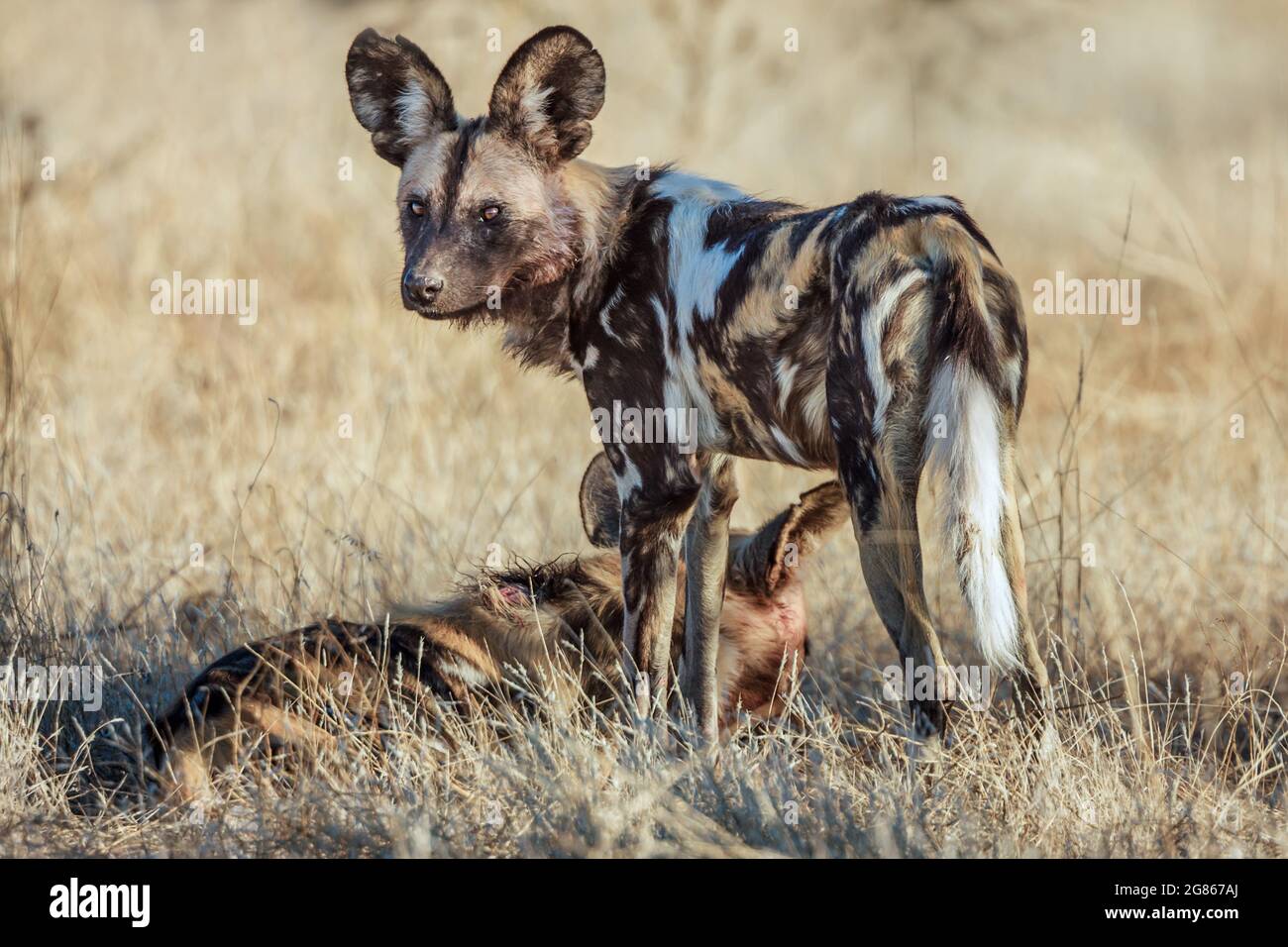 Il cane selvatico africano, Lycaon pictus, conosciuto anche come il cane dipinto a causa della colorazione dell'animale che presenta macchie di nero, marrone, bianco, re Foto Stock