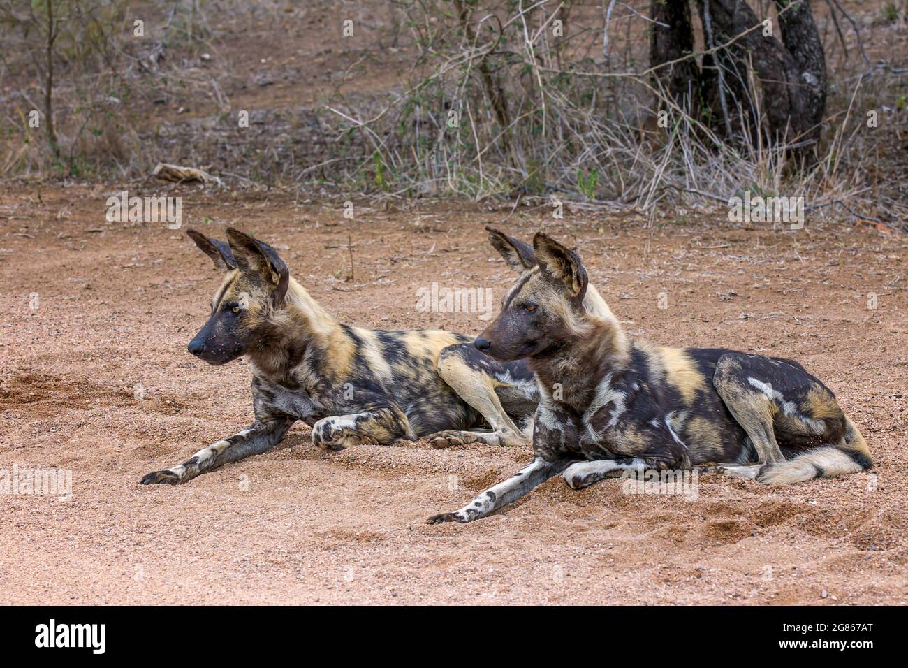 Il cane selvatico africano, Lycaon Pictus, conosciuto anche come il cane dipinto a causa della colorazione dell'animale che presenta macchie di nero, marrone, bianco, r Foto Stock