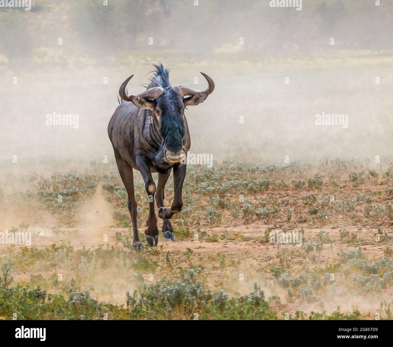 Solo blu wildebeest Connochaetes taurinus che corrono lungo un fiume asciutto verso l'acqua che solleva una nuvola di polvere. Sud Africa; Parco Kgalagadi Foto Stock