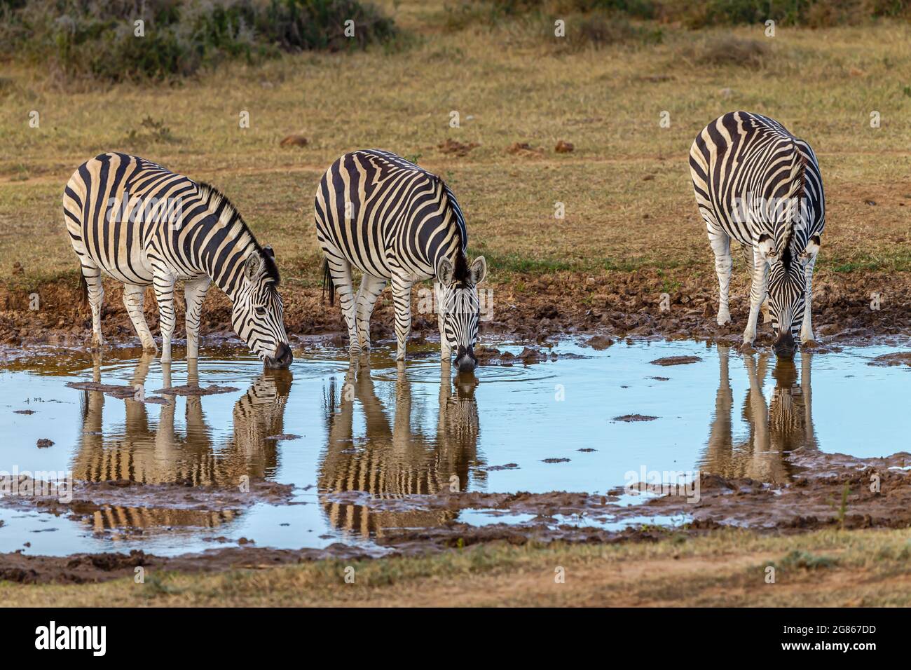 Il Burchells zebra Equus burchellii è anche conosciuta come la pianura zebra ed è strettamente dipendente da acqua e tendono a rimanere in stretta prossimità Foto Stock