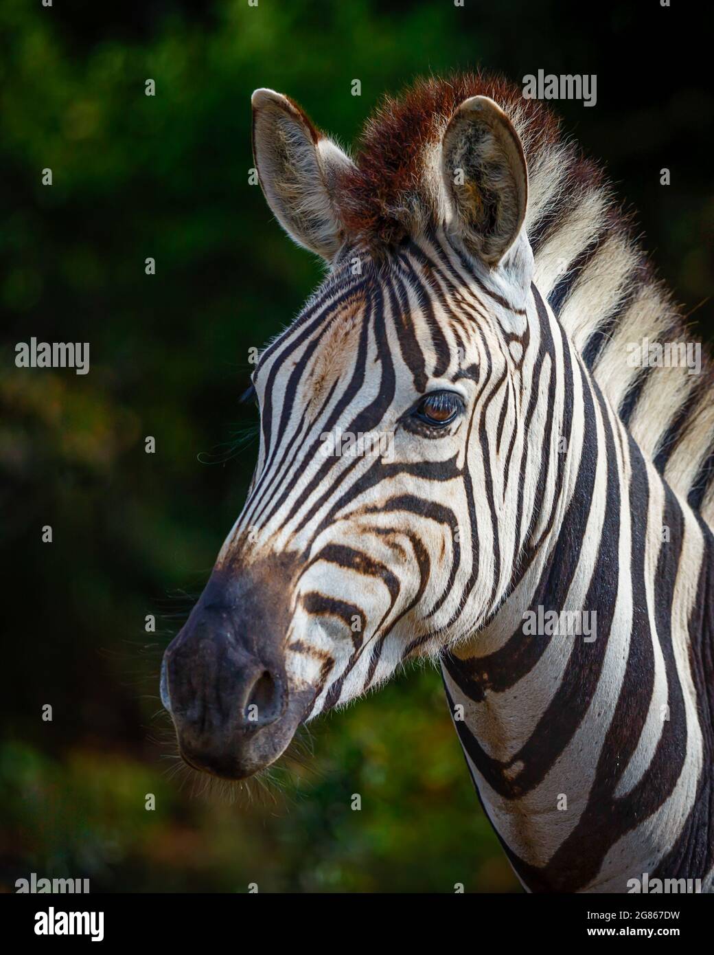 La zebra di Burchells è anche conosciuta come la zebra pianeggiante ed è rigorosamente deprndent sull'acqua e tenderà a rimanere nelle vicinanze ad esso. È un nero Foto Stock