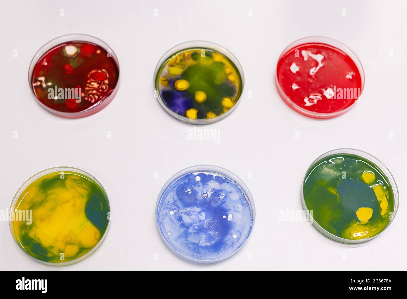 Capsula di Petri con colonia di microrganismi in piedi sul tavolo in laboratorio ospedaliero di microbiologia farmaceutica. Campione liquido di batteri biologici scientifici. Esperimento di batteriologia medica Foto Stock