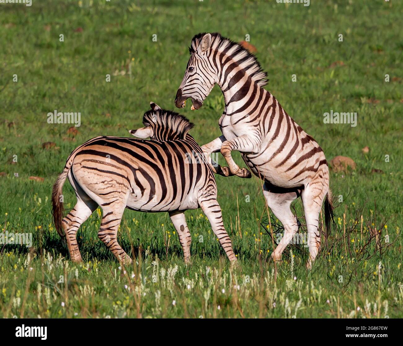 Gli stalloni zebra lotteranno per la dominanza nella mandria. Un animale molto sociale trovato in piccoli gruppi a mandrie estremamente grandi che dipende dalla qualità e. Foto Stock