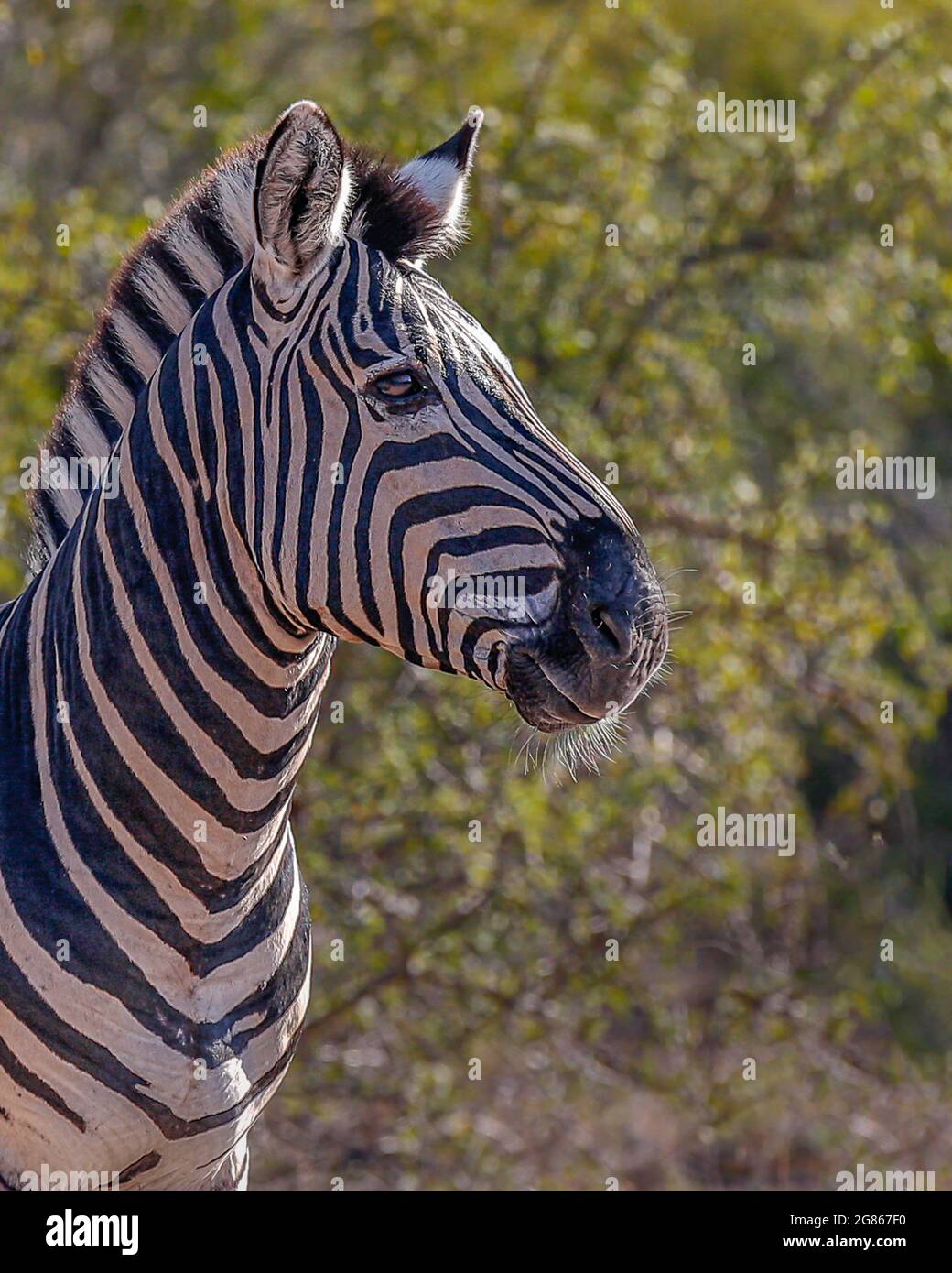 Un ritratto di Burchells zebra Equus burhelli, conosciuto anche come la zebra pianeggiante, ha l'aspetto di un pony a strisce con strisce nere e bianche prominenti Foto Stock