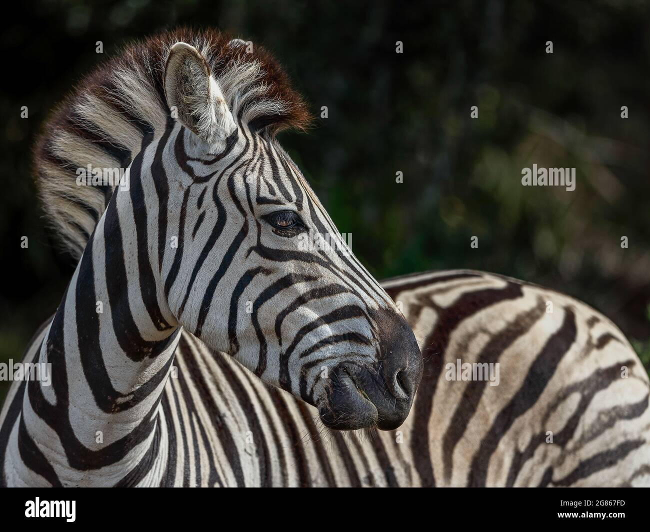 La zebra ha un caratteristico cappotto a strisce bianche e nere. Le loro strisce sono disponibili in diversi modelli, unici per ogni individuo. Sono generalmente soci Foto Stock