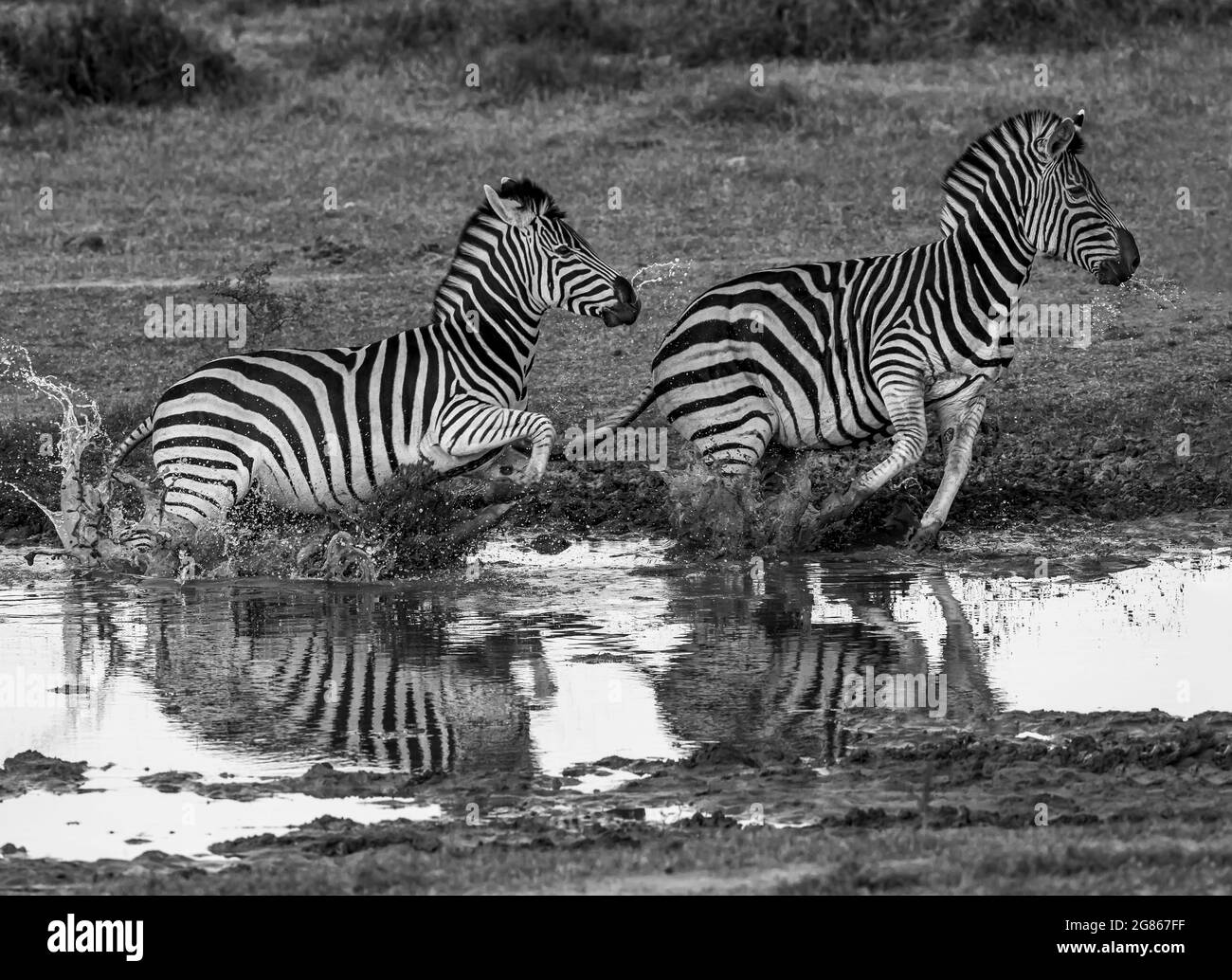 Zebra Equus burchellii panico a un buco d'acqua come pericolo si avvicina. Fauna selvatica ai più vulnerabili a buche d'acqua Foto Stock