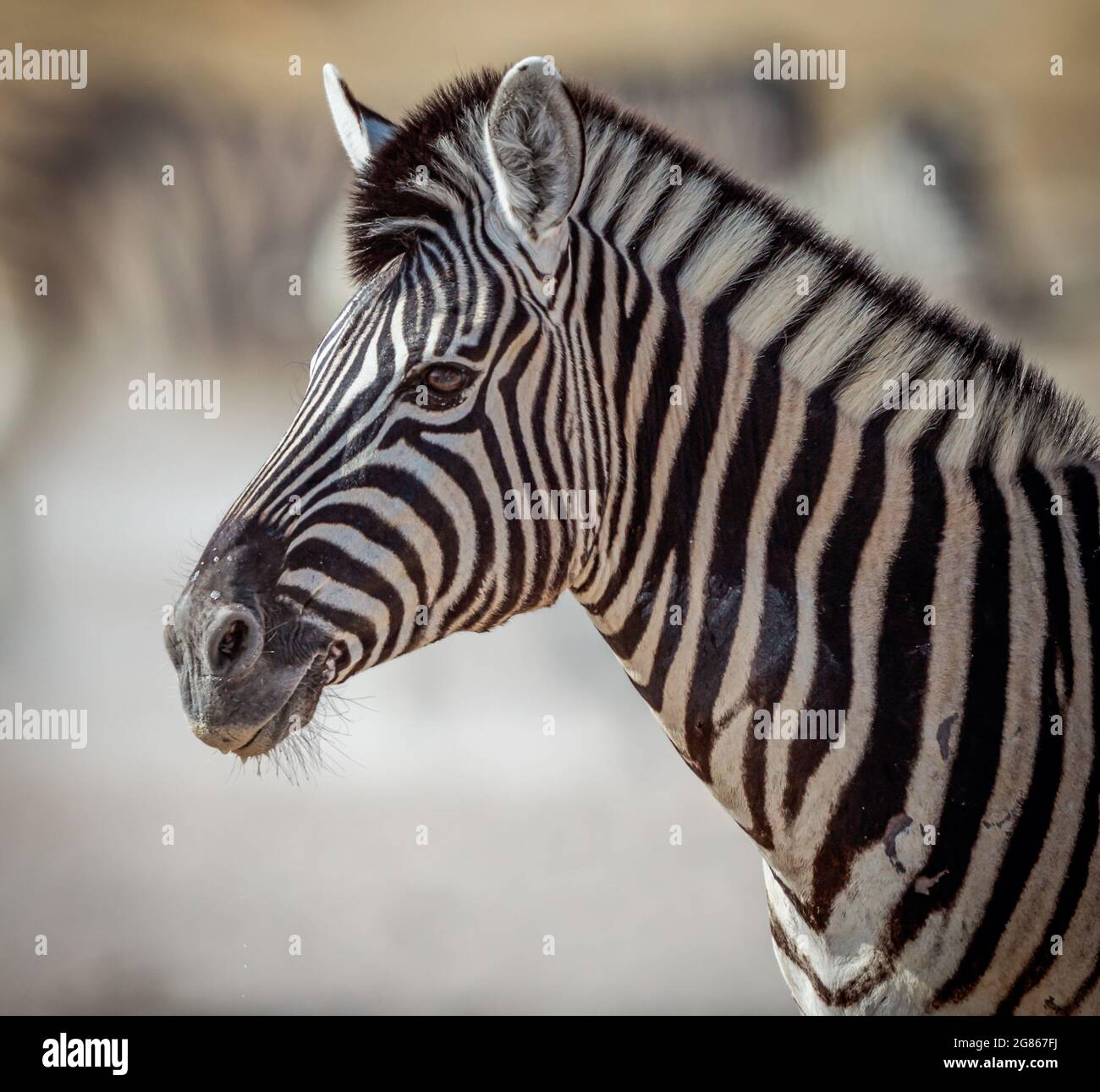 Un ritratto di Burchells zebra Equus burhelli, conosciuto anche come la zebra pianeggiante, ha l'aspetto di un pony a strisce con strisce nere e bianche prominenti Foto Stock
