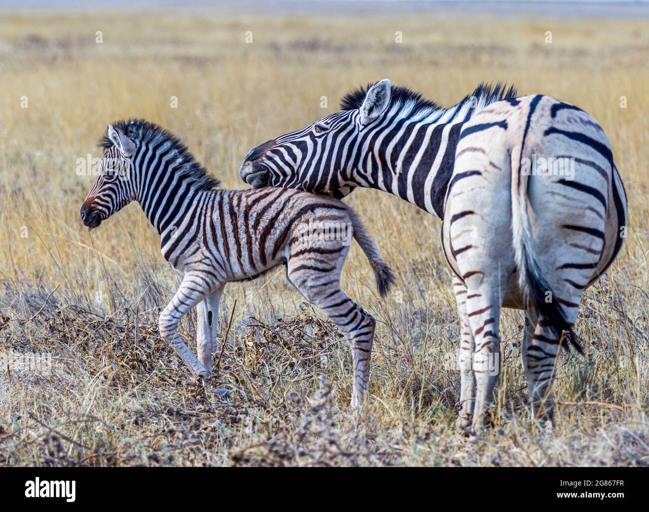 Zebra Equus burhelli foal legame con la madre alla Riserva del gioco di Etosha Namibia Foto Stock